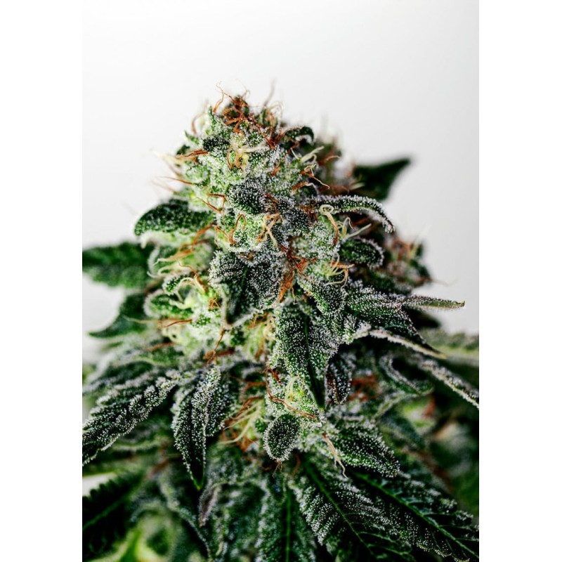 MYSTIC COOKIE AUTO · Positronics · cannabis samen · AutoFem