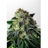 MYSTIC COOKIE AUTO · Positronics · cannabis samen · AutoFem