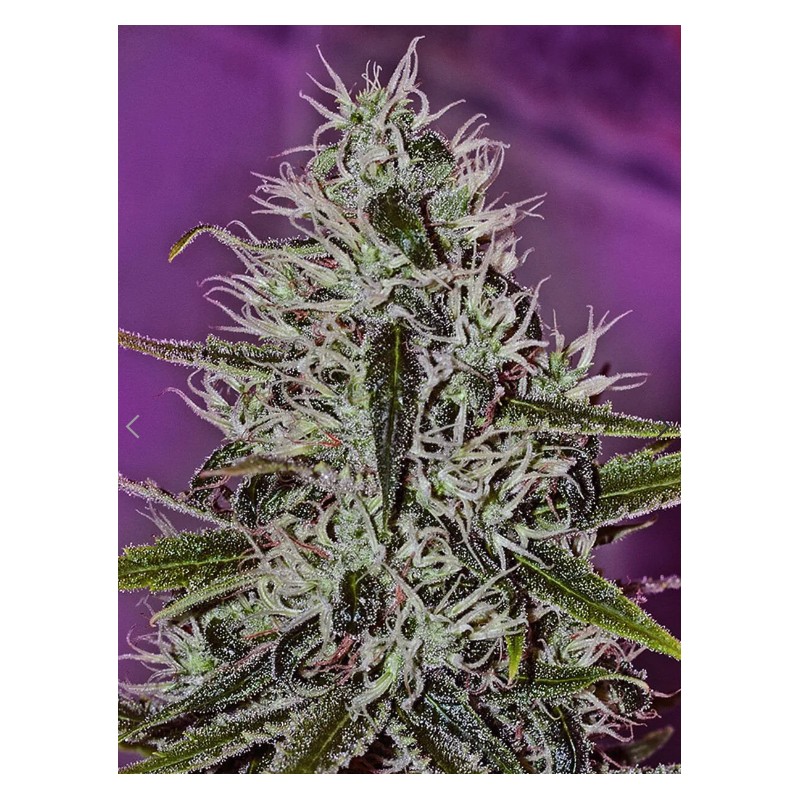 ONE LOVE HAZE · Positronics · kaufen cannabis samen · Fem