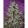 ONE LOVE HAZE · Positronics · kaufen cannabis samen · Fem