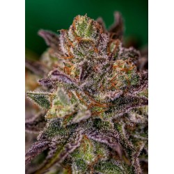 PURPLE CHERRY · Positronics · graines de cannabis · Fem