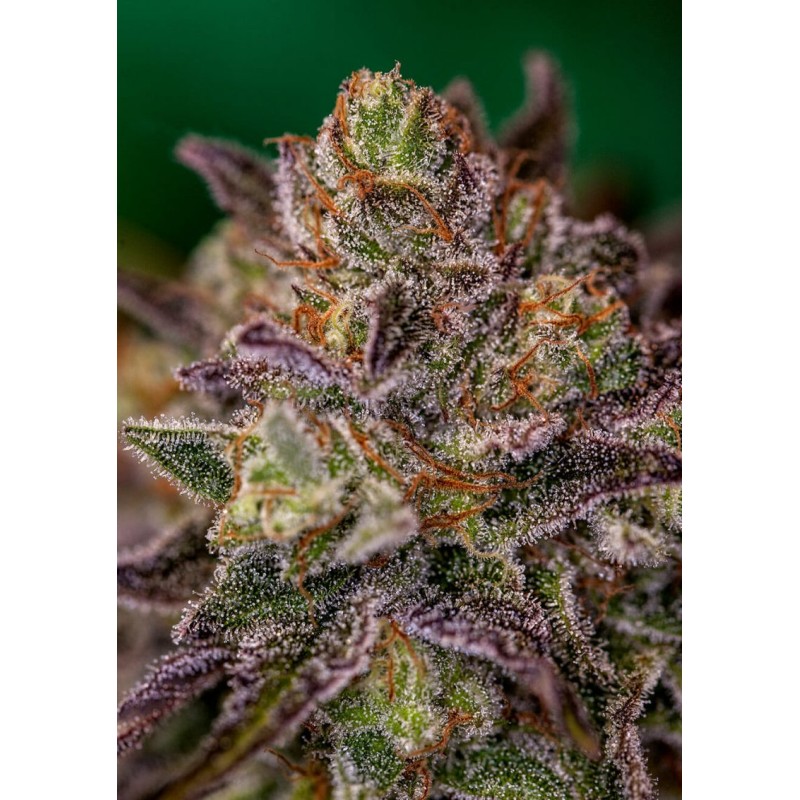 PURPLE CHERRY · Positronics · kaufen cannabis samen · Fem