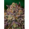 PURPLE CHERRY · Positronics · kaufen cannabis samen · Fem