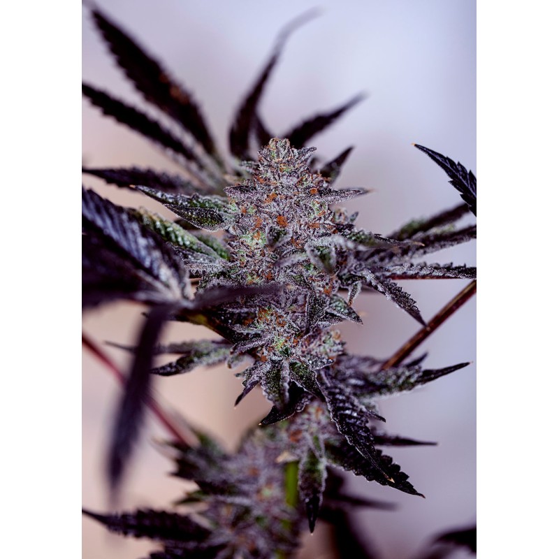 PURPLE CHERRY AUTO · Positronics · cannabis samen · AutoFem