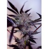 PURPLE CHERRY AUTO · Positronics · cannabis samen · AutoFem