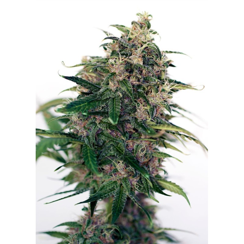 SOMANGO 47 AUTO · Positronics · cannabis samen · AutoFem
