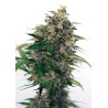 SOMANGO 47 AUTO · Positronics · cannabis samen · AutoFem