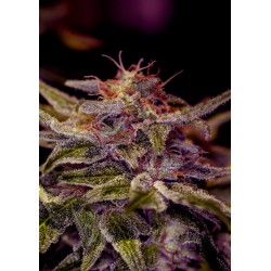 Z VALLEY · Positronics · graines de cannabis · Fem