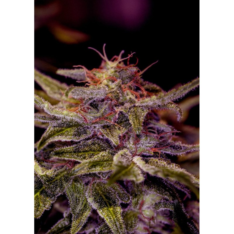 Z VALLEY · Positronics · kaufen cannabis samen · Fem