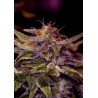Z VALLEY · Positronics · kaufen cannabis samen · Fem