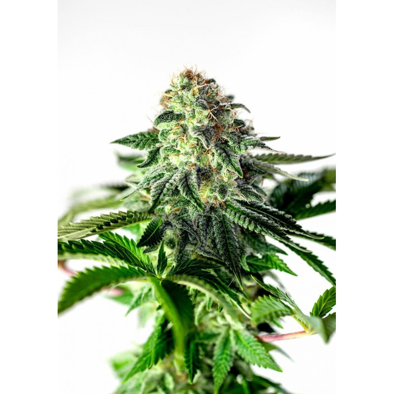 STICKY DREAM EXPRESS AUTO · Positronics · cannabis samen · AutoFem