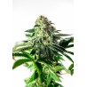 STICKY DREAM EXPRESS AUTO · Positronics · cannabis samen · AutoFem