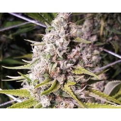 DOUBLE BUBBLEEBERRY · Sagarmatha Seeds · sementes de maconha · Fem