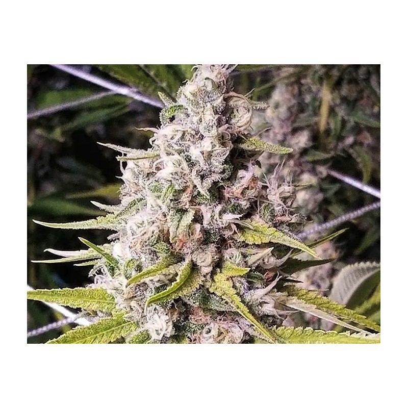 DOUBLE BUBBLEEBERRY · Sagarmatha Seeds · sementes de maconha · Fem