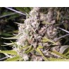 DOUBLE BUBBLEEBERRY · Sagarmatha Seeds · graines de cannabis · Fem