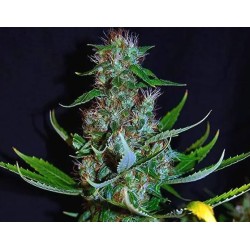 DIAMOND HEAD · Sagarmatha Seeds · cannabis seeds · Fem