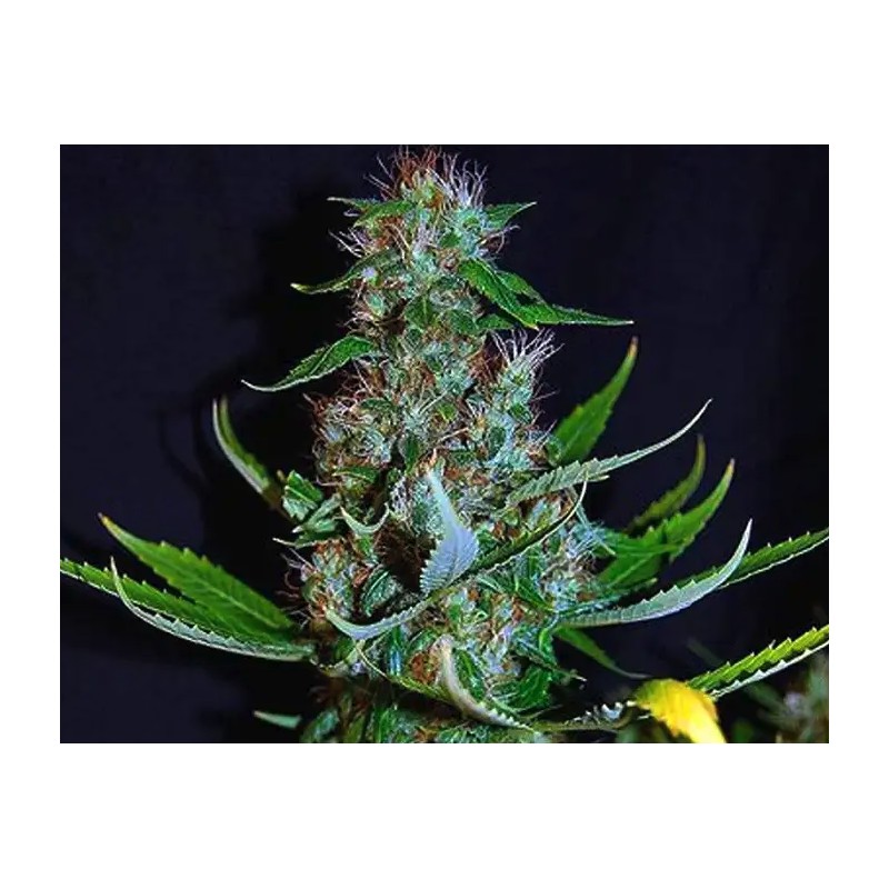 DIAMOND HEAD · Sagarmatha Seeds · cannabis seeds · Fem
