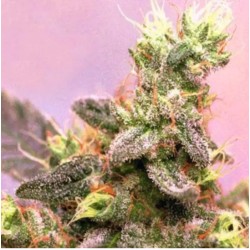 YUMBOLT · Sagarmatha Seeds · kaufen cannabis samen · Fem