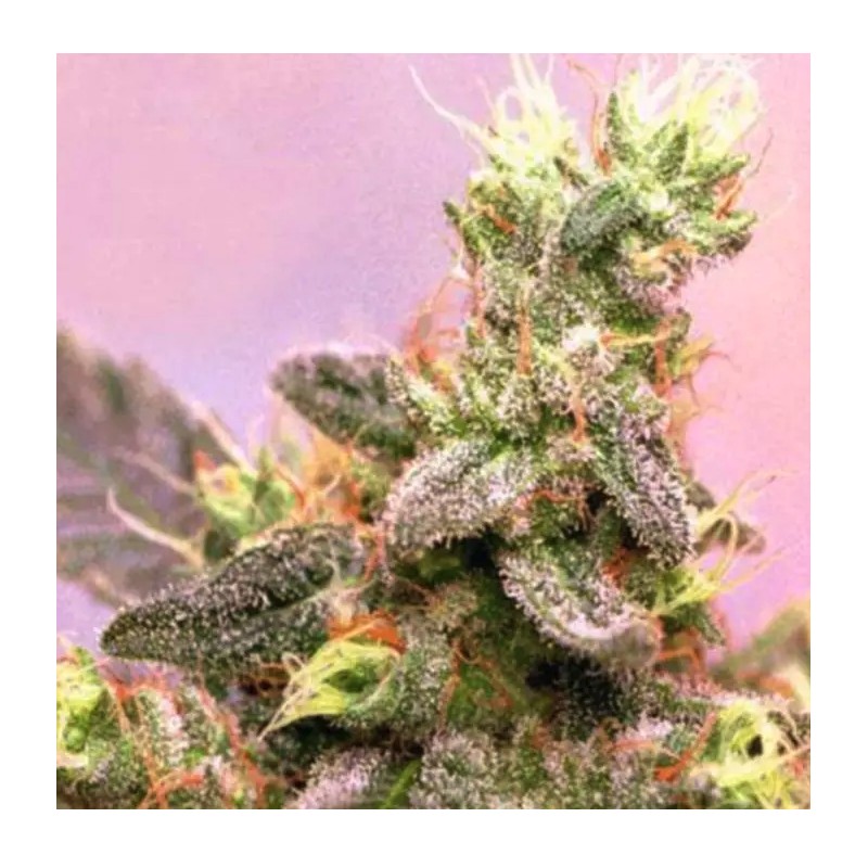 YUMBOLT · Sagarmatha Seeds · graines de cannabis · Fem