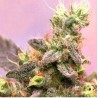 YUMBOLT · Sagarmatha Seeds · sementes de maconha · Fem