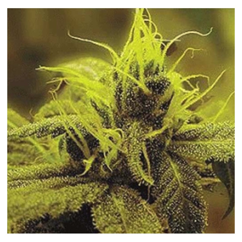 A 1 HAZE · Sagarmatha Seeds · graines cannabis · Fem