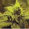 A 1 HAZE · Sagarmatha Seeds · graines cannabis · Fem