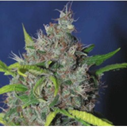 BLUEBERRY BUD · Sagarmatha Seeds · sementes de maconha · Fem