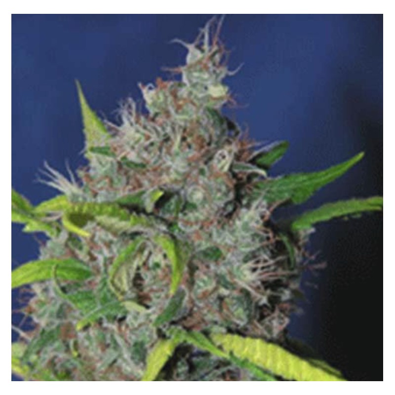 BLUEBERRY BUD · Sagarmatha Seeds · graines de cannabis · Fem