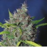 BLUEBERRY BUD · Sagarmatha Seeds · kaufen cannabis samen · Fem