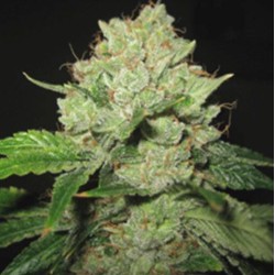 CALTRAIN WRECK · Sagarmatha Seeds · cannabis seeds · Fem