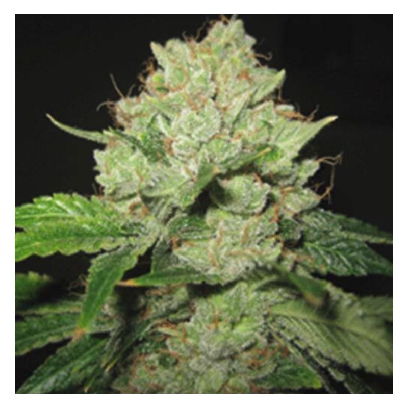 CALTRAIN WRECK · Sagarmatha Seeds · cannabis seeds · Fem