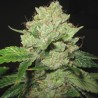 CALTRAIN WRECK · Sagarmatha Seeds · cannabis seeds · Fem