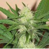CHEEZ WRECK · Sagarmatha Seeds · graines de cannabis · Fem