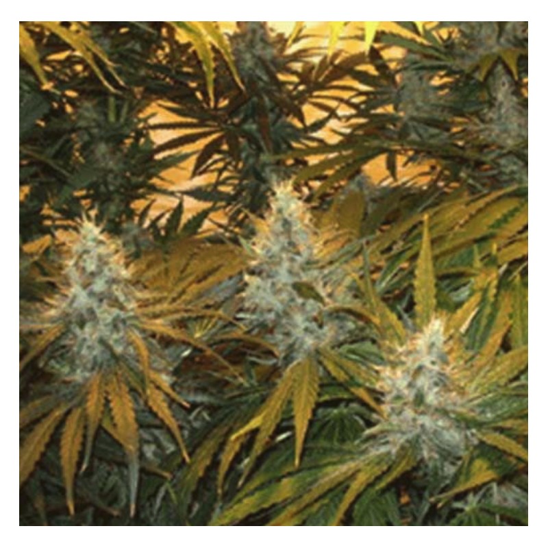 CHUNKY SKUNK · Sagarmatha Seeds · cannabis samen · Fem
