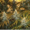 CHUNKY SKUNK · Sagarmatha Seeds · graines de cannabis · Fem