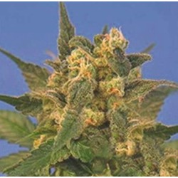 INDICA XXL · Sagarmatha Seeds · cannabis seeds ·  Fem