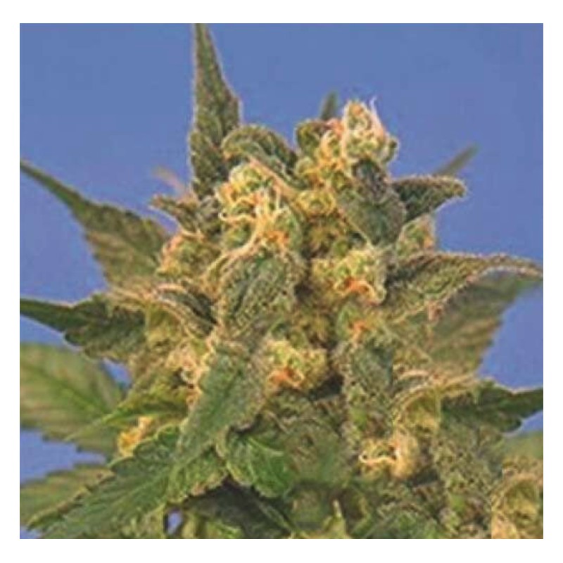 INDICA XXL · Sagarmatha Seeds · graines de cannabis · Fem