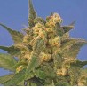 INDICA XXL · Sagarmatha Seeds · cannabis seeds ·  Fem