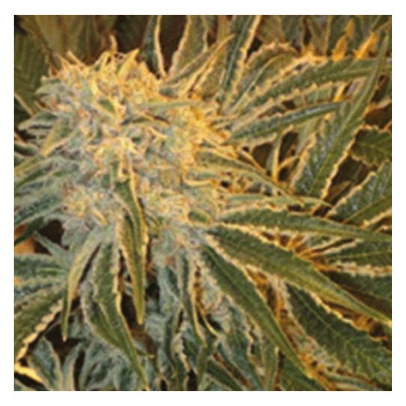 NORTHERN LIGHTS 9 · Sagarmatha Seeds · graines de cannabis · Fem