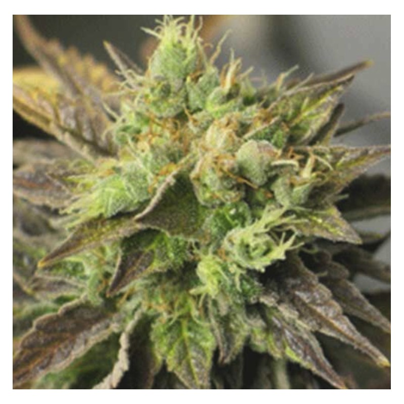 STRAWBERRY D-LITE · Sagarmatha Seeds · graines de cannabis · Fem