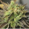 STRAWBERRY D-LITE · Sagarmatha Seeds · graines de cannabis · Fem