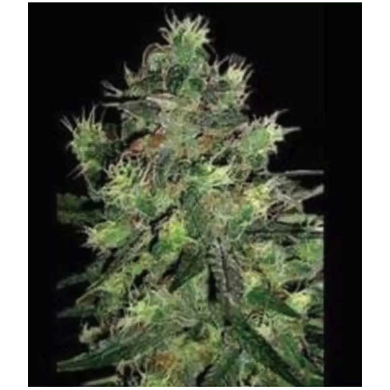 BLACK THUNDERFUCK · Sagarmatha Seeds · graines de cannabis · Fem