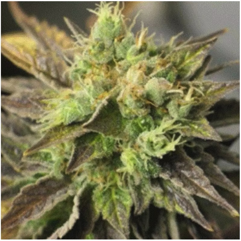 DOUBLE DIESEL RYDER · Sagarmatha Seeds · graines de cannabis · AutoFem