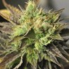 DOUBLE DIESEL RYDER · Sagarmatha Seeds · graines de cannabis · AutoFem
