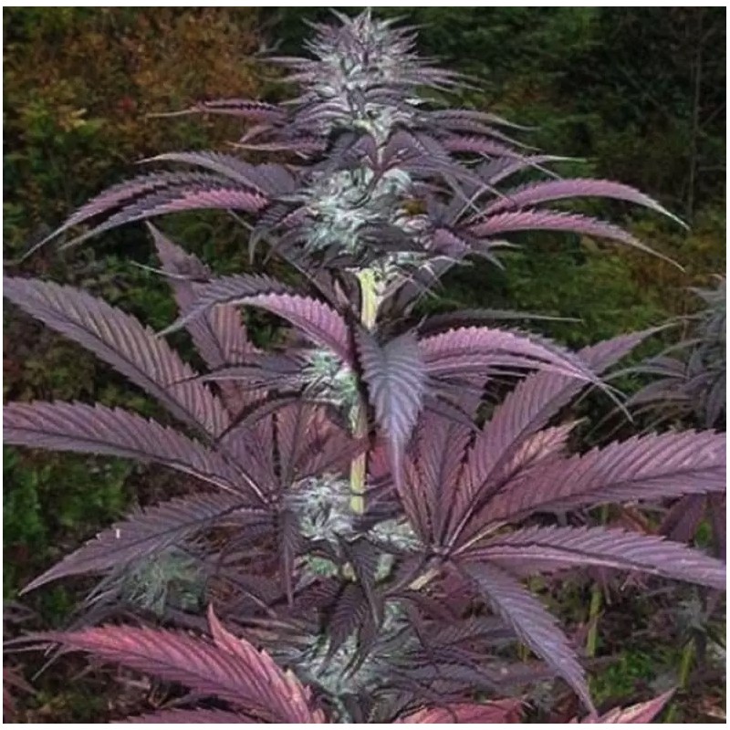 PURPLE PINECONE · Sagarmatha Seeds · graines de cannabis · Fem