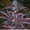 PURPLE PINECONE · Sagarmatha Seeds · graines de cannabis · Fem