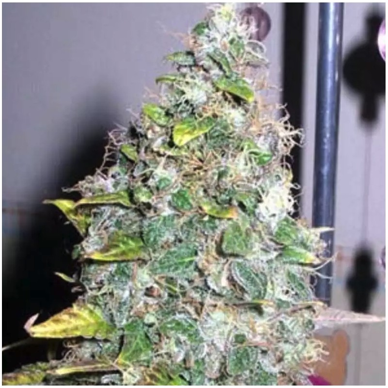 SMURFBERRY · Sagarmatha Seeds · graines de cannabis · AutoFem