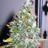 SMURFBERRY · Sagarmatha Seeds · graines de cannabis · AutoFem