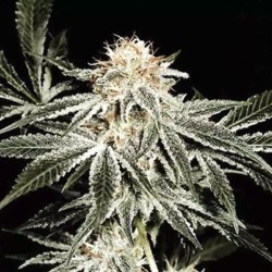 SOLO RYDER · Sagarmatha Seeds · sementes de maconha · AutoFem