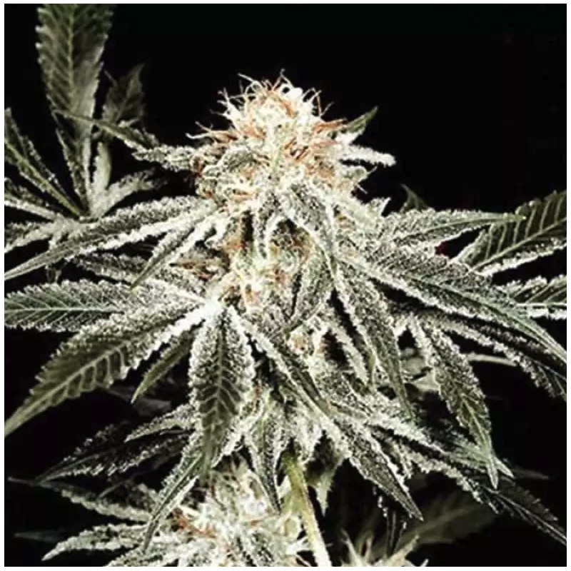 SOLO RYDER · Sagarmatha Seeds · graines de cannabis · AutoFem